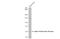 Adrenoceptor Alpha 1B antibody, GTX100177, GeneTex, Western Blot image 