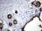 Catenin Delta 1 antibody, LS-C337041, Lifespan Biosciences, Immunohistochemistry frozen image 