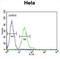 TRNA Methyltransferase 11 Homolog antibody, abx032503, Abbexa, Flow Cytometry image 