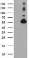Tubulin Alpha Like 3 antibody, TA503938S, Origene, Western Blot image 