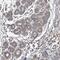 Spartin antibody, PA5-65224, Invitrogen Antibodies, Immunohistochemistry paraffin image 