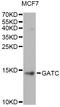 GatC-like protein antibody, LS-C749177, Lifespan Biosciences, Western Blot image 