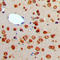 TNF Superfamily Member 13 antibody, LS-C353099, Lifespan Biosciences, Immunohistochemistry frozen image 