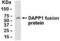 Dual Adaptor Of Phosphotyrosine And 3-Phosphoinositides 1 antibody, XW-7853, ProSci, Western Blot image 