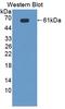 BCAR3 Adaptor Protein, NSP Family Member antibody, LS-C373502, Lifespan Biosciences, Western Blot image 