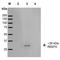 Receptor Accessory Protein 2 antibody, LS-C773459, Lifespan Biosciences, Western Blot image 