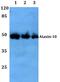 Ataxin 10 antibody, A04898, Boster Biological Technology, Western Blot image 