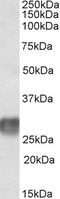 Leukocyte Associated Immunoglobulin Like Receptor 1 antibody, EB09844, Everest Biotech, Western Blot image 