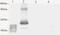 Vascular Endothelial Growth Factor C antibody, ab9546, Abcam, Western Blot image 