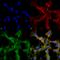Citrulline antibody, SMC-500D-BI, StressMarq, Immunofluorescence image 