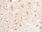 Annexin A8 antibody, LS-C400558, Lifespan Biosciences, Immunohistochemistry paraffin image 