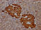 Transthyretin antibody, CSB-RA588381A0HU, Cusabio, Immunohistochemistry frozen image 