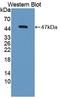 Bone Morphogenetic Protein 8b antibody, LS-C372895, Lifespan Biosciences, Western Blot image 