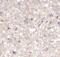 Twist Family BHLH Transcription Factor 1 antibody, FNab10715, FineTest, Immunohistochemistry paraffin image 