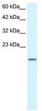 Zinc finger protein KOX4 antibody, TA334004, Origene, Western Blot image 