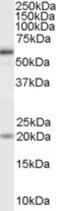 Lymphoid Enhancer Binding Factor 1 antibody, 45-083, ProSci, Enzyme Linked Immunosorbent Assay image 