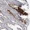 Serine Protease 8 antibody, NBP1-86340, Novus Biologicals, Immunohistochemistry frozen image 