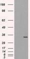 ELAV Like RNA Binding Protein 1 antibody, GTX84577, GeneTex, Western Blot image 