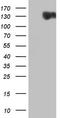 Ret Proto-Oncogene antibody, LS-C339693, Lifespan Biosciences, Western Blot image 