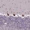 Trophinin Associated Protein antibody, PA5-60613, Invitrogen Antibodies, Immunohistochemistry frozen image 
