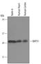 p28 antibody, AF5574, R&D Systems, Western Blot image 