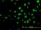 Tripartite Motif Containing 36 antibody, H00055521-M01, Novus Biologicals, Immunofluorescence image 