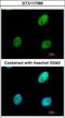RALY Heterogeneous Nuclear Ribonucleoprotein antibody, GTX117389, GeneTex, Immunocytochemistry image 
