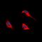 Solute carrier family 52, riboflavin transporter, member 1 antibody, orb315706, Biorbyt, Immunofluorescence image 