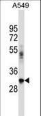 BCL2 Interacting Protein 2 antibody, LS-C156841, Lifespan Biosciences, Western Blot image 