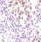 Lysine Demethylase 1A antibody, PA5-17361, Invitrogen Antibodies, Immunohistochemistry frozen image 