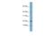 Developmental Pluripotency Associated 5 antibody, A13662, Boster Biological Technology, Western Blot image 