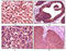 Casein Kinase 1 Alpha 1 antibody, M07171, Boster Biological Technology, Immunohistochemistry frozen image 