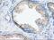 Nucleoredoxin Like 2 antibody, MA5-25134, Invitrogen Antibodies, Immunohistochemistry frozen image 