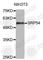 Signal Recognition Particle 54 antibody, A4126, ABclonal Technology, Western Blot image 