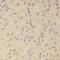 SRY-Box 13 antibody, FNab08122, FineTest, Immunohistochemistry frozen image 