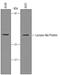 Lactase Like antibody, AF5984, R&D Systems, Western Blot image 