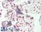 Myocyte Enhancer Factor 2C antibody, LS-B13320, Lifespan Biosciences, Immunohistochemistry paraffin image 