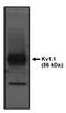Potassium Voltage-Gated Channel Subfamily A Member 1 antibody, AP05122PU-N, Origene, Western Blot image 