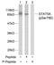 Mpf antibody, GTX78937, GeneTex, Western Blot image 