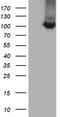 Tetratricopeptide Repeat Domain 7A antibody, TA812302S, Origene, Western Blot image 