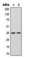 Kruppel Like Factor 1 antibody, orb224156, Biorbyt, Western Blot image 