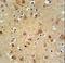 Glia Maturation Factor Gamma antibody, LS-C166534, Lifespan Biosciences, Immunohistochemistry frozen image 