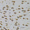 Cell Cycle Associated Protein 1 antibody, STJ110219, St John