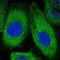 Kinesin Light Chain 2 antibody, NBP1-83723, Novus Biologicals, Immunofluorescence image 