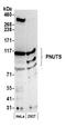 Protein Phosphatase 1 Regulatory Subunit 10 antibody, NB100-605, Novus Biologicals, Western Blot image 