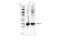 Arginase 1 antibody, 93668S, Cell Signaling Technology, Western Blot image 