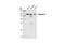 Caspase 8 antibody, 4927T, Cell Signaling Technology, Western Blot image 