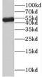 Nucleosome Assembly Protein 1 Like 4 antibody, FNab05545, FineTest, Western Blot image 