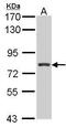 Regulatory Factor X3 antibody, GTX102868, GeneTex, Western Blot image 
