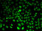 Acetylserotonin O-Methyltransferase antibody, LS-C346109, Lifespan Biosciences, Immunofluorescence image 